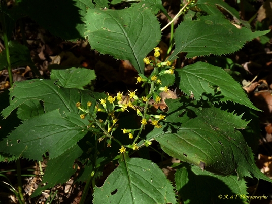 {Solidago flexicaulis}